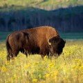 LPN Programs in Wyoming LPN Programs in Wyoming